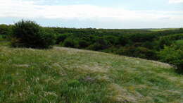 Plancia ëd Stipa lessingiana Trin. & Rupr.