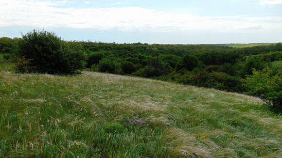 Image of Needle Grass