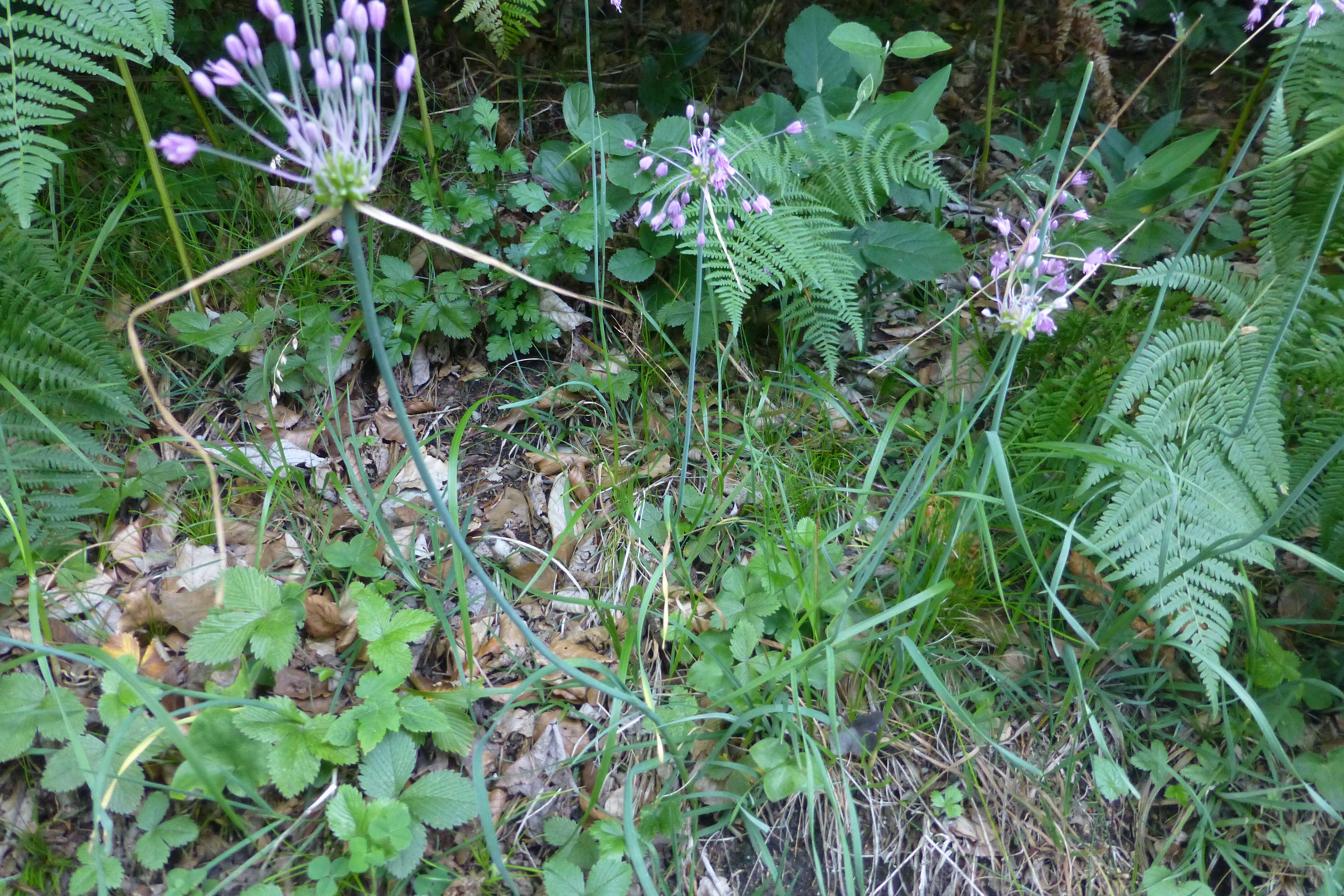 Image of Allium carinatum L.