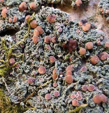 Image of dotted lichen