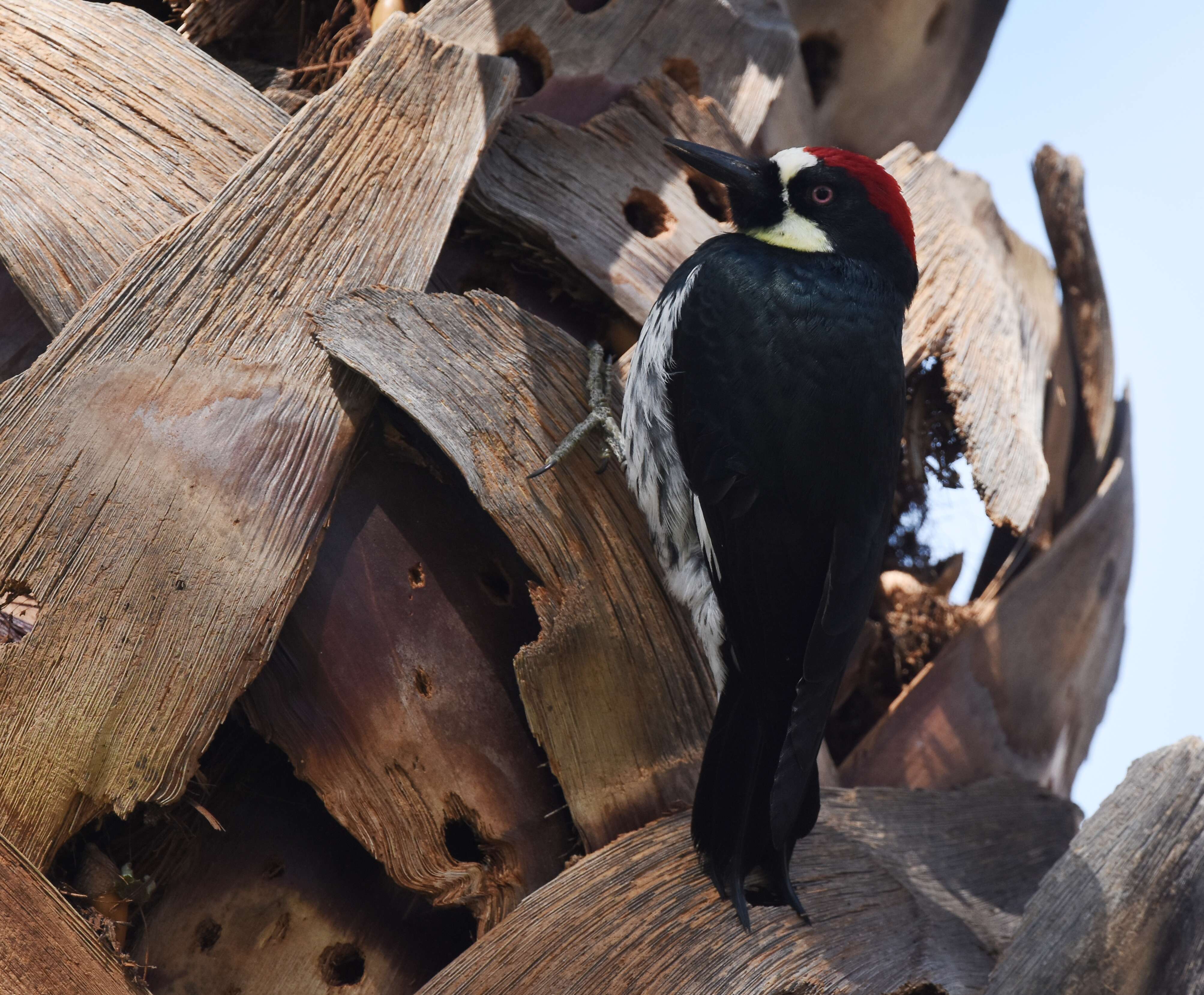 Image of Acorn Woodpecker