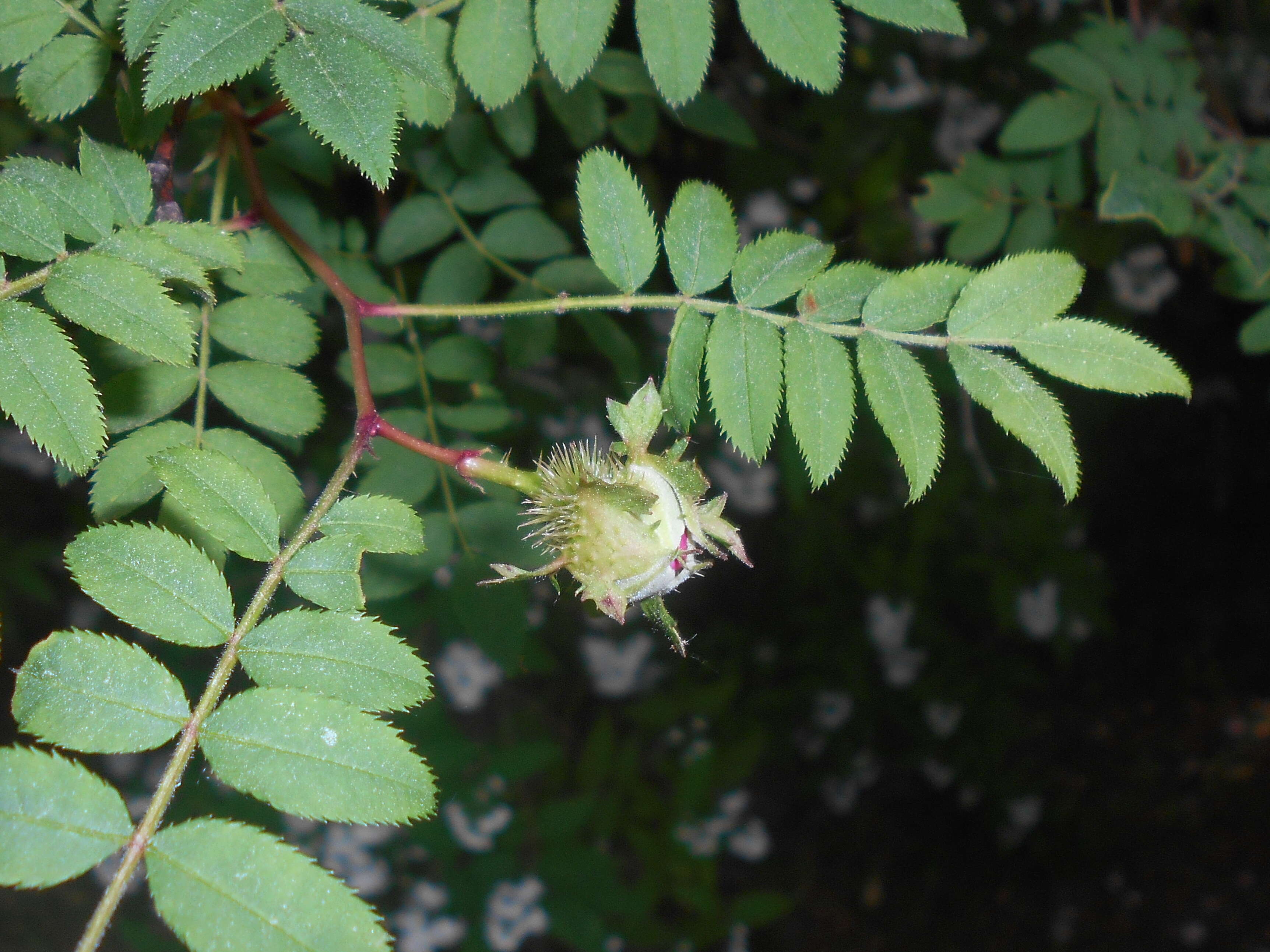 Image of chestnut rose