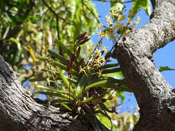 Image of Vanda testacea (Lindl.) Rchb. fil.