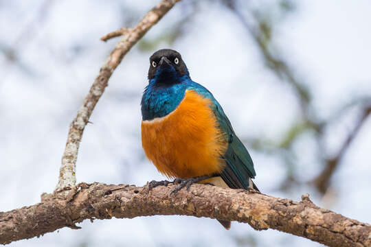 Image of Superb Starling