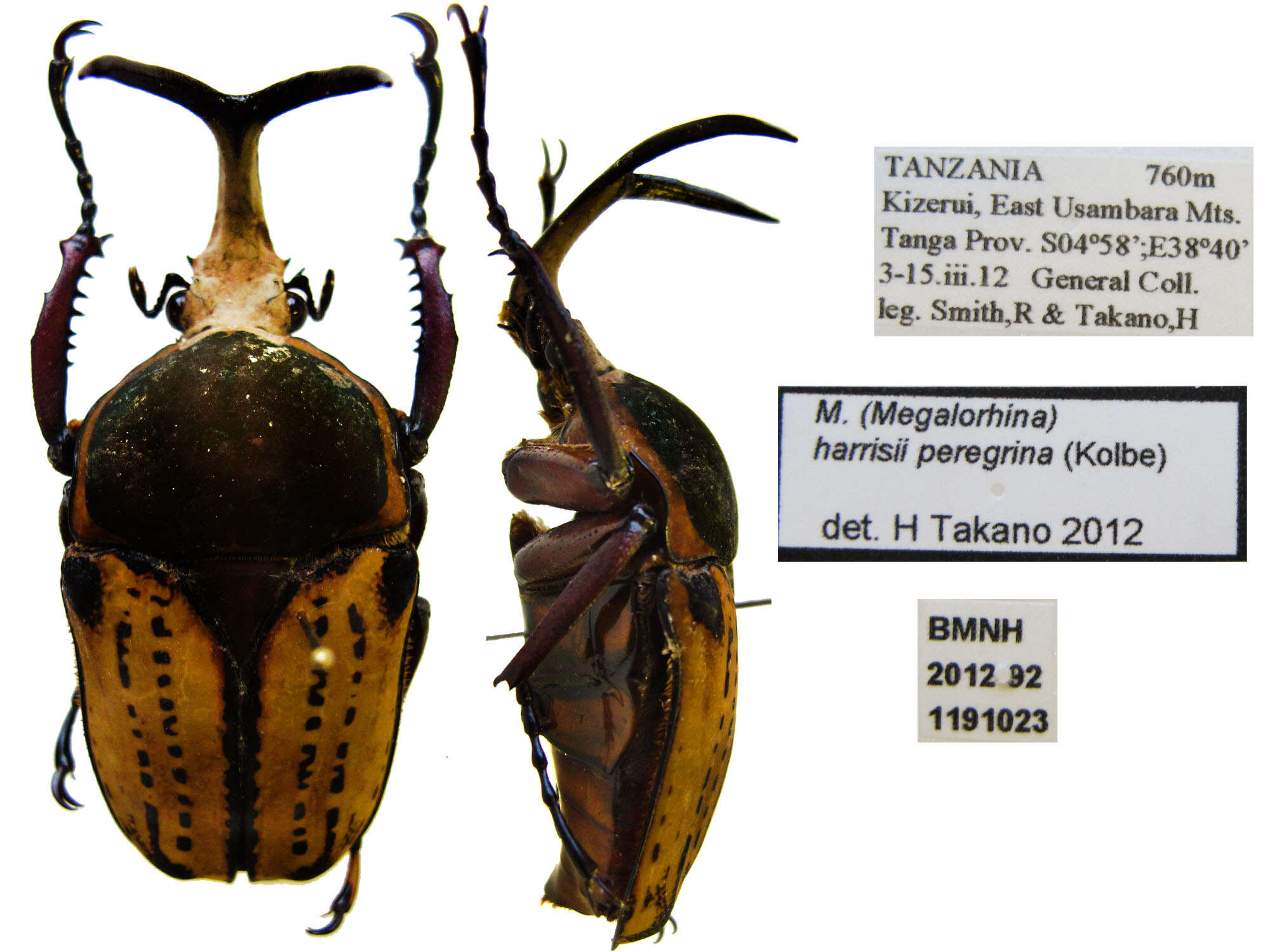 Image of Mecynorhina (Megalorhina) harrisii (Westwood 1847)