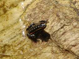 Image of Lutz's Poison Frog