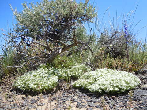 Image of Franklin's sandwort