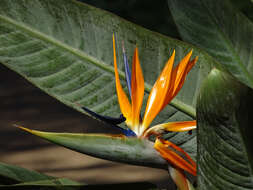 Image of Bird of paradise plant