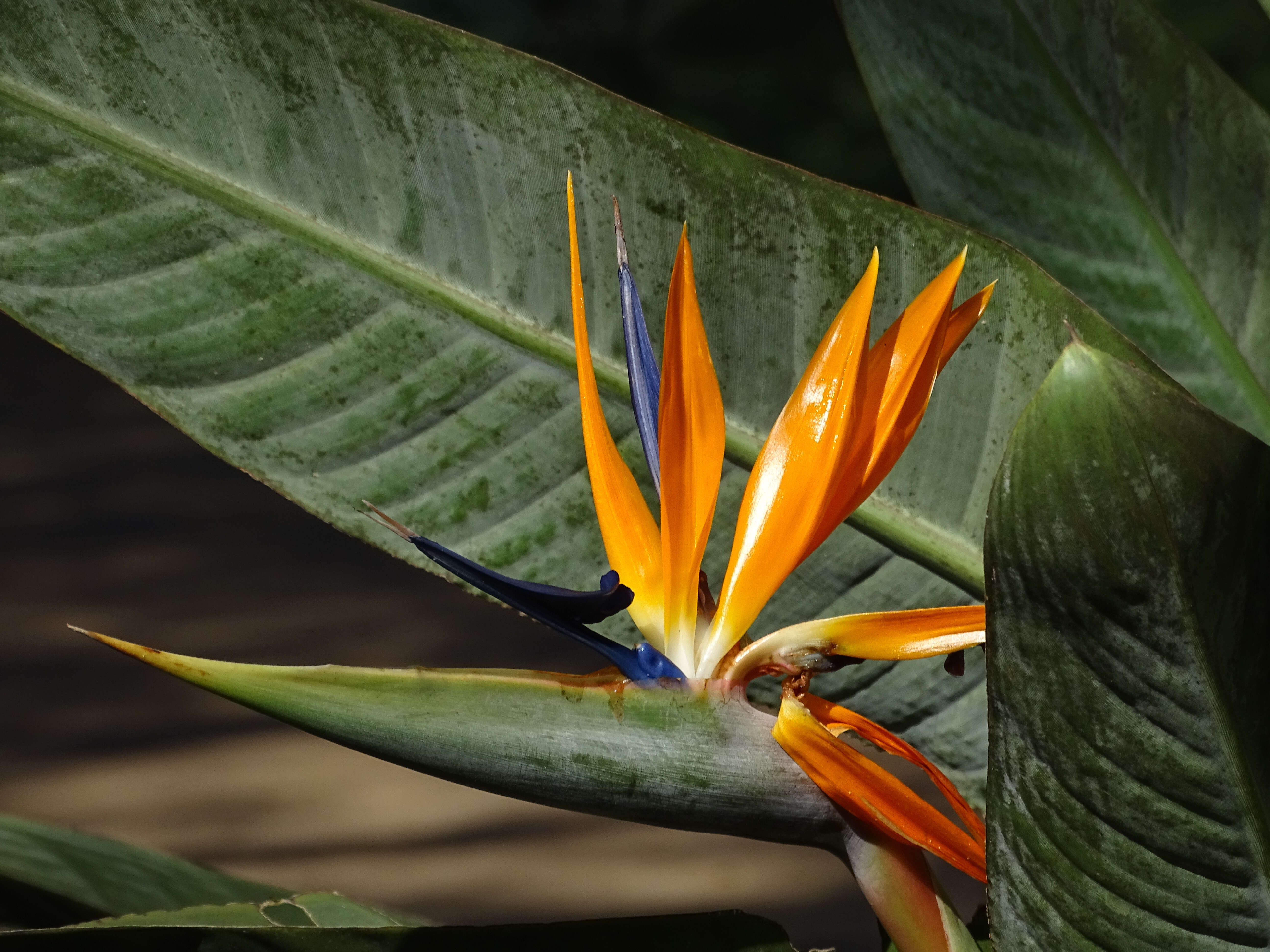 Image of Bird of paradise plant