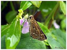 Image of Grey-veined Grass Dart