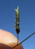 Image of Australian lovegrass