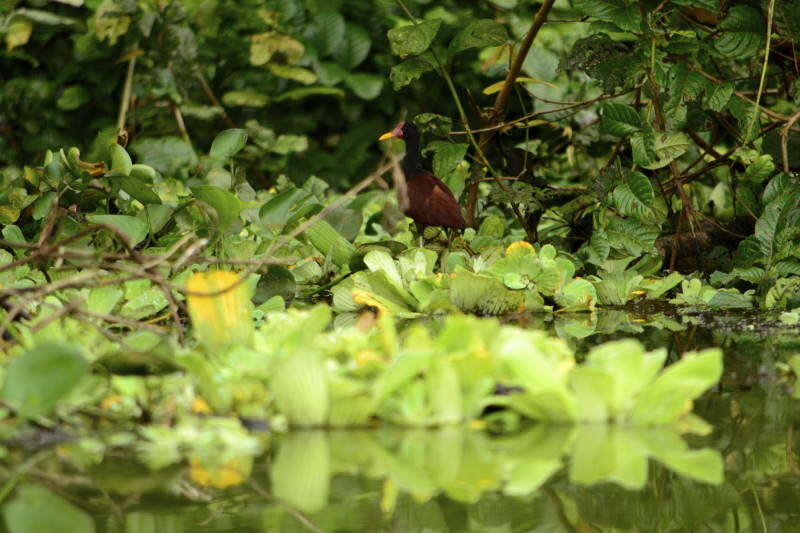 Image of Wattled Jacana