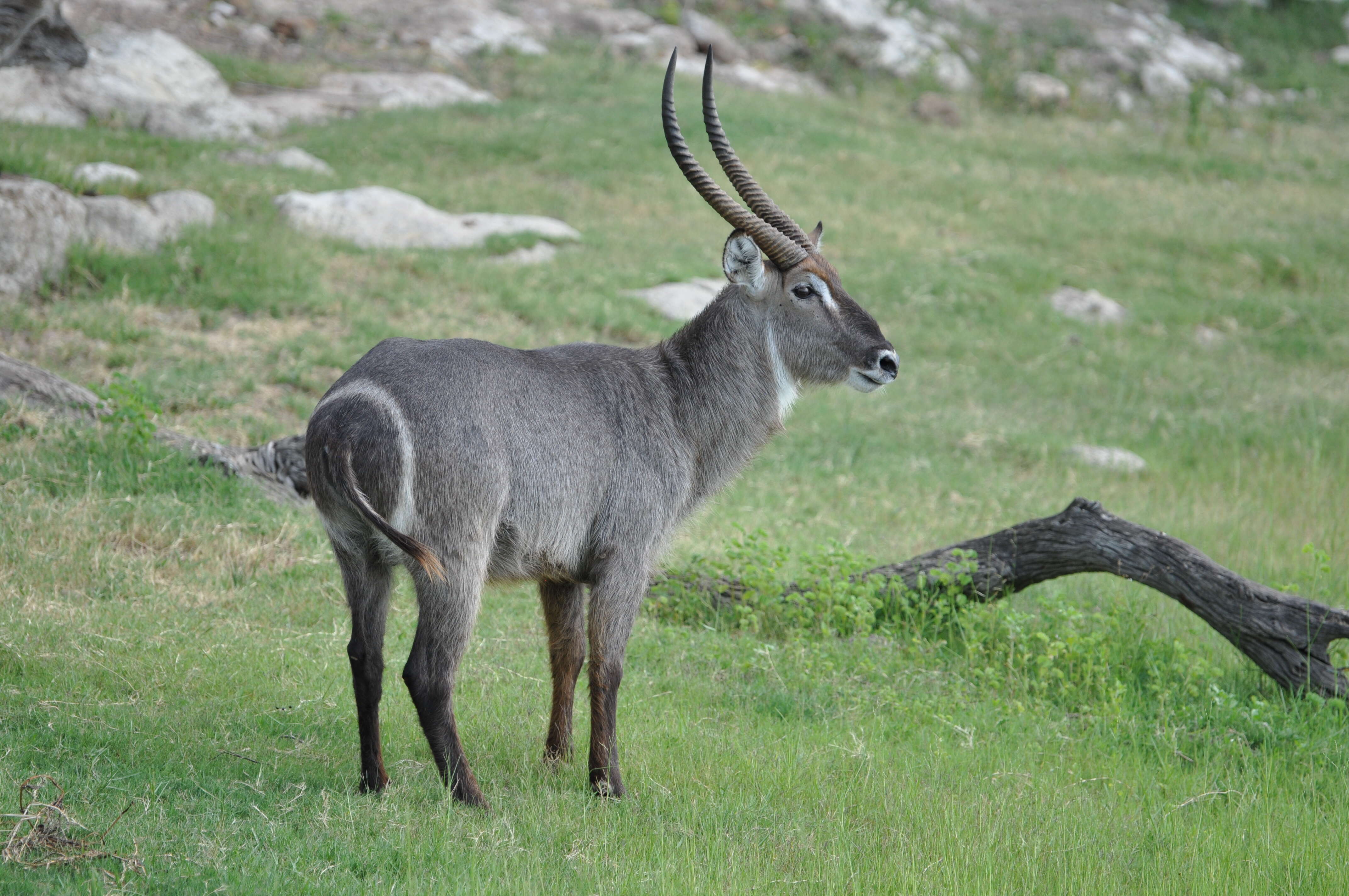 Image of Reduncinae