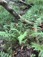 Image of Southern Lady Fern