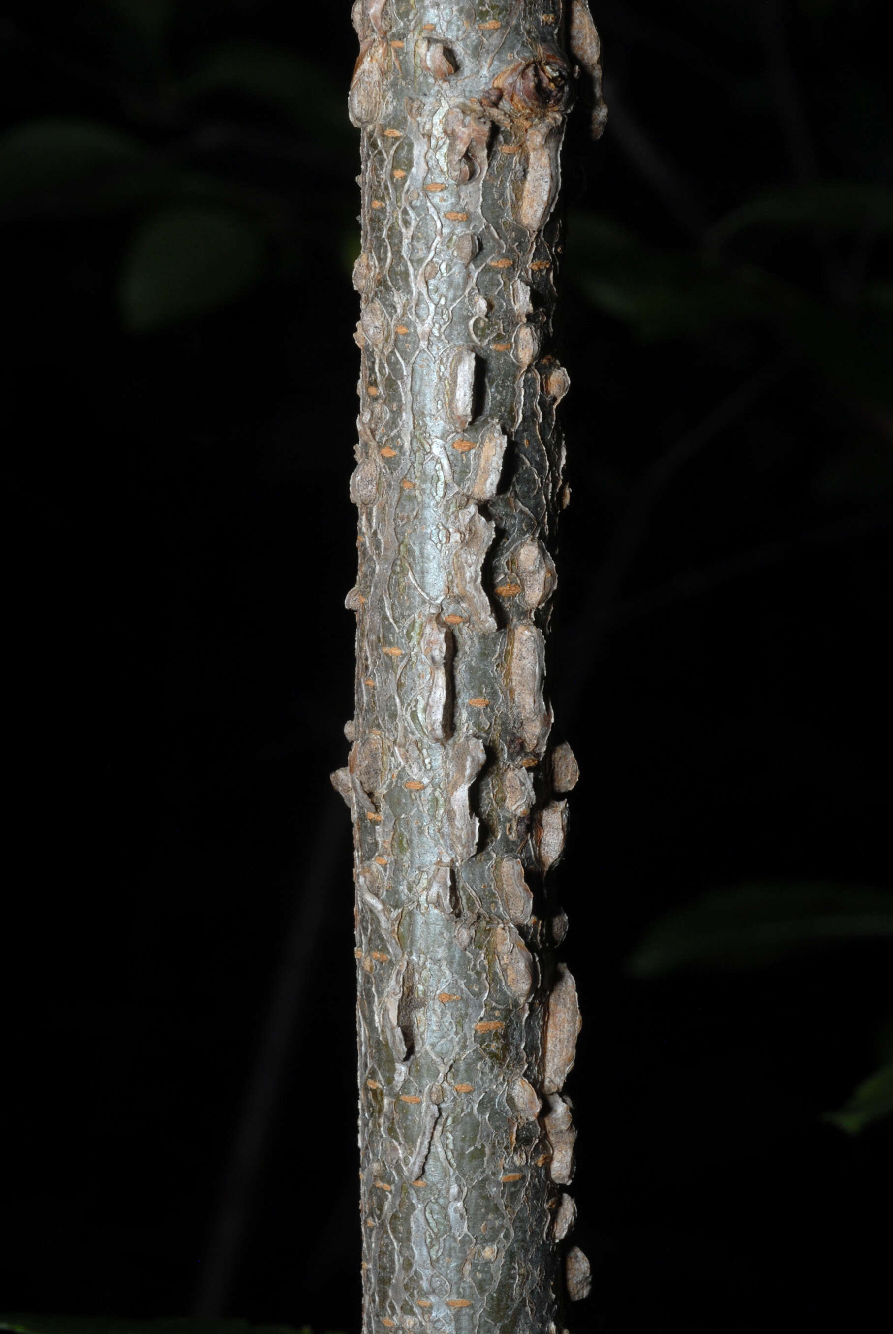 Image of cork elm