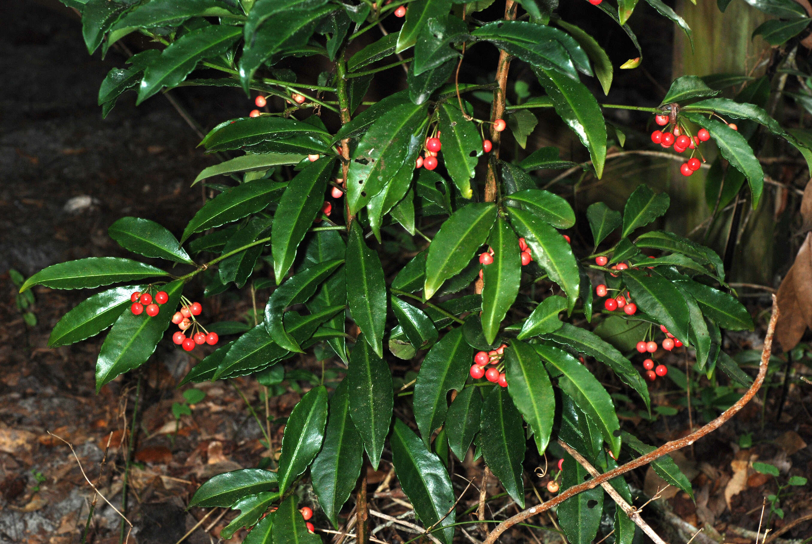 Plancia ëd Ardisia crenata Sims