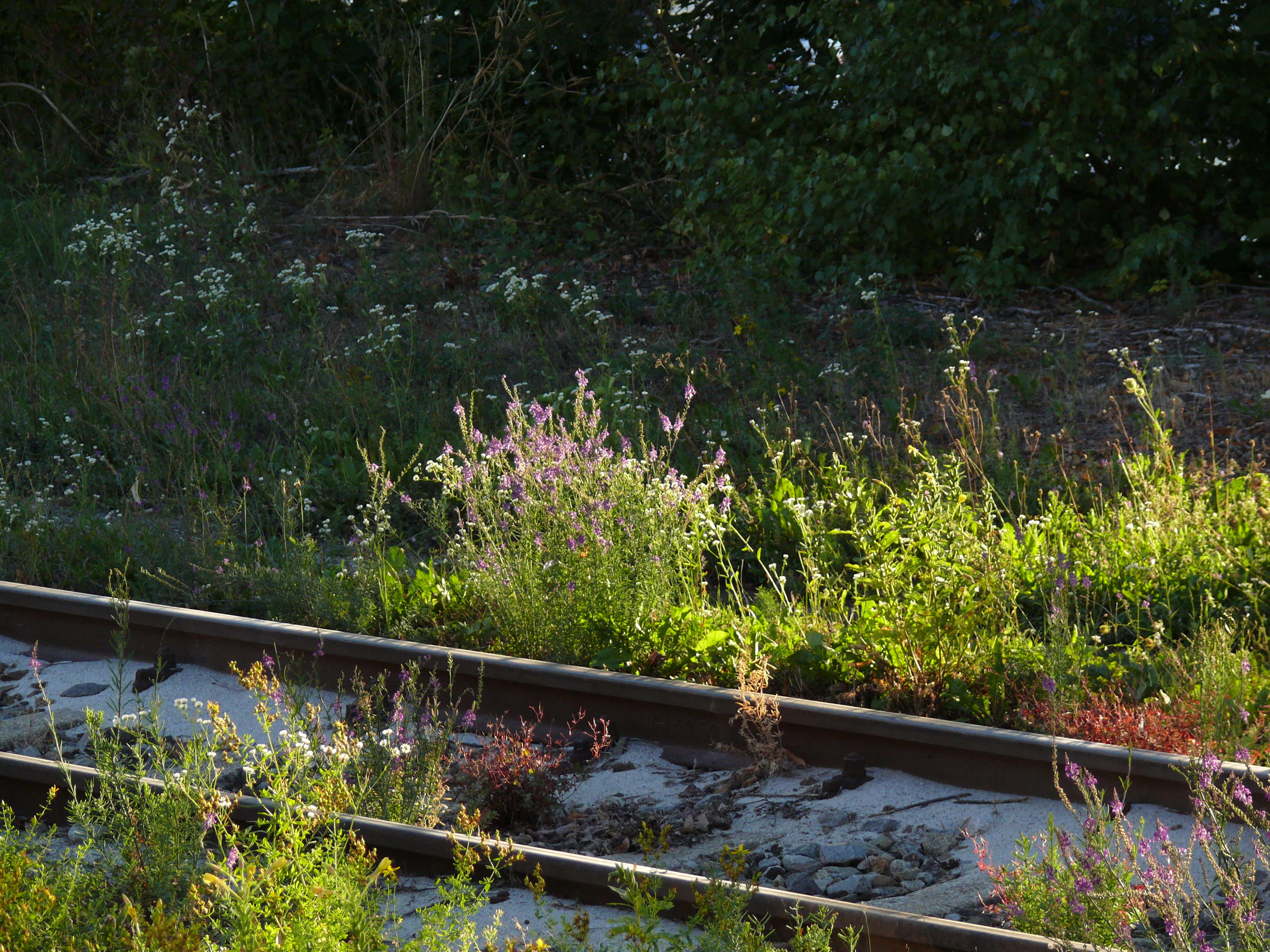 Plancia ëd Linaria purpurea (L.) Mill.