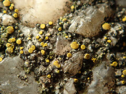 Image of Hidden goldspeck lichen