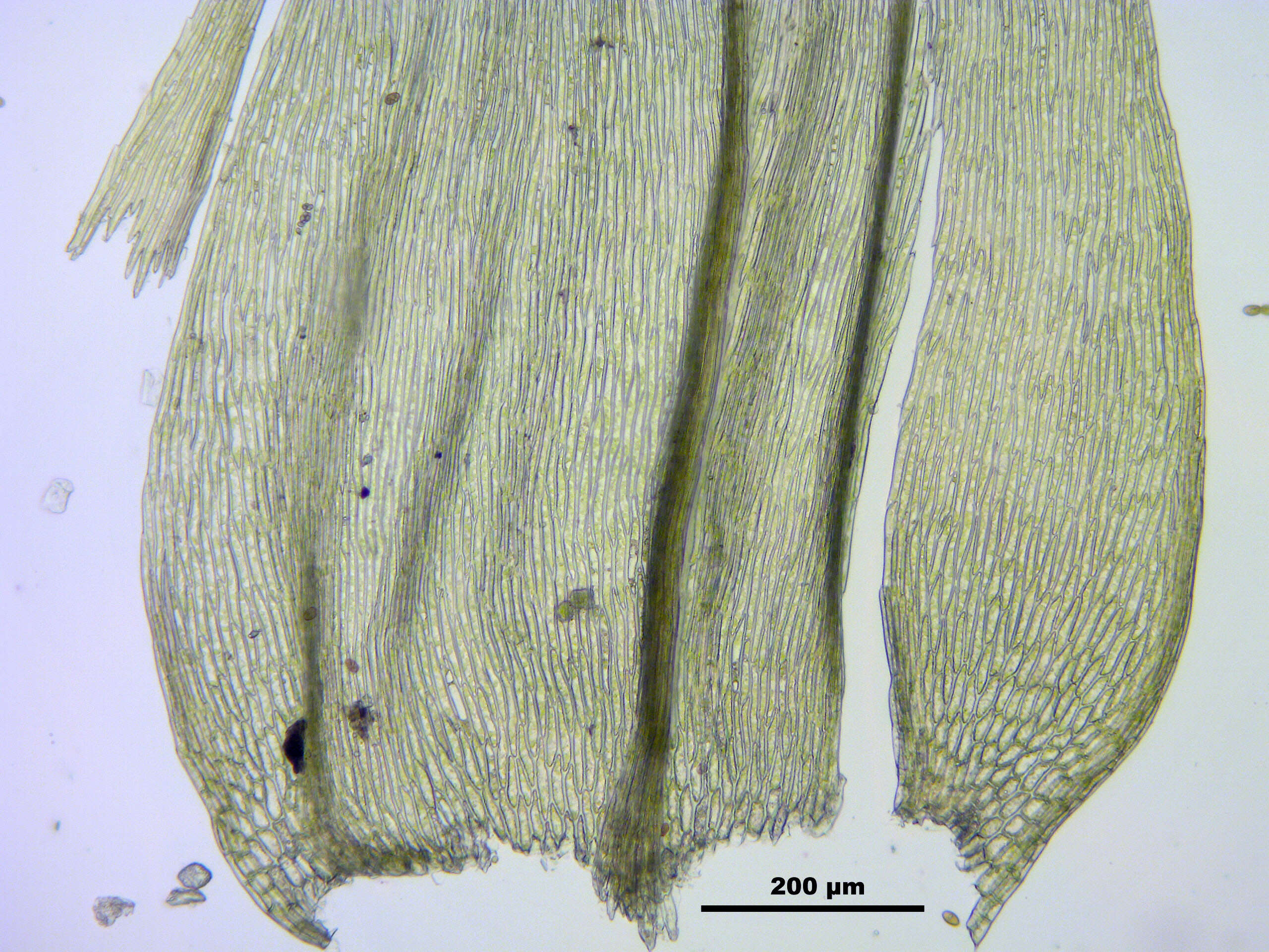 صورة Brachythecium salebrosum W. P. Schimper ex B. S. G. 1853