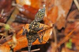 Image of Bueycito Anole