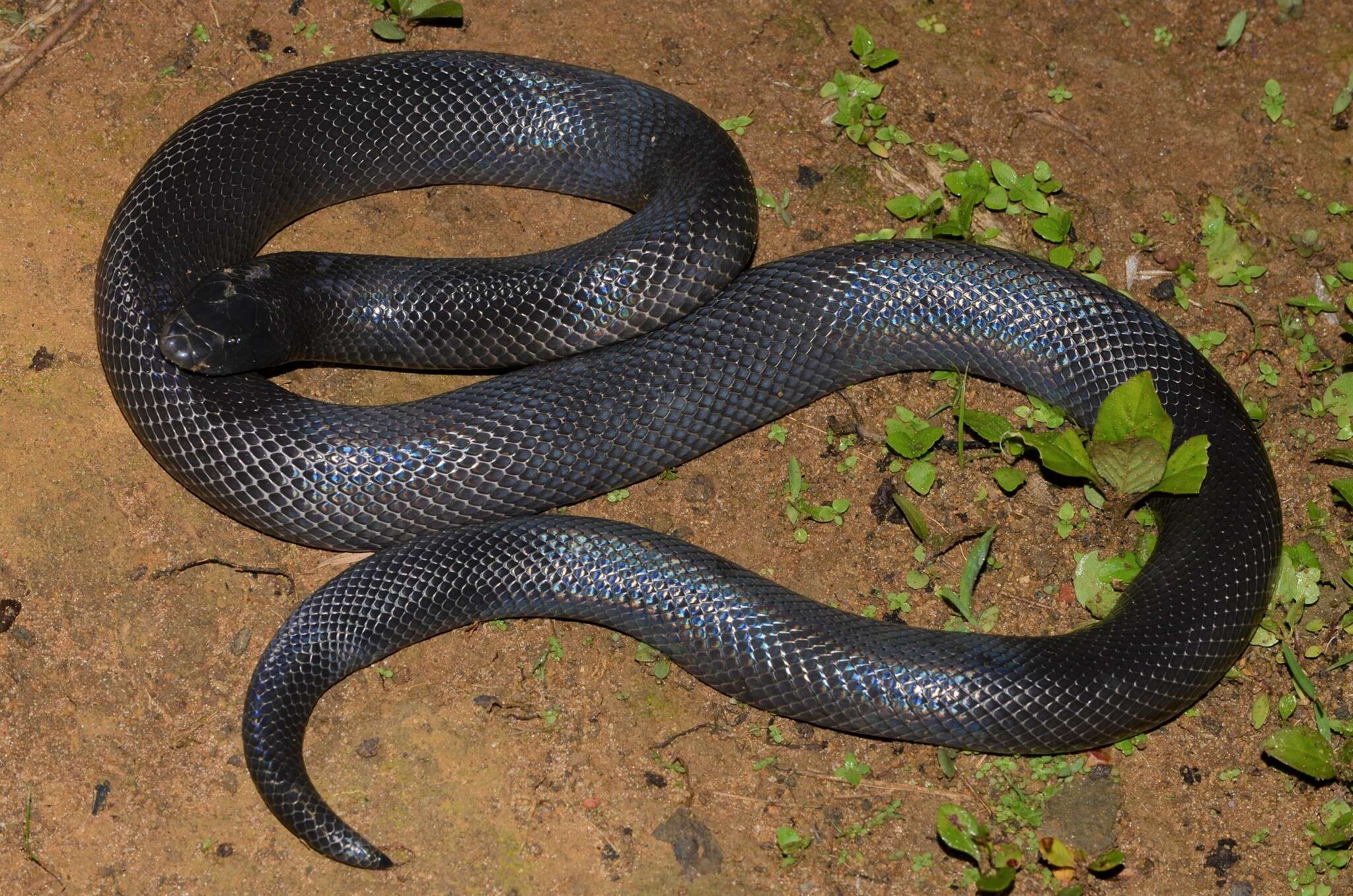 Image of Atractaspididae