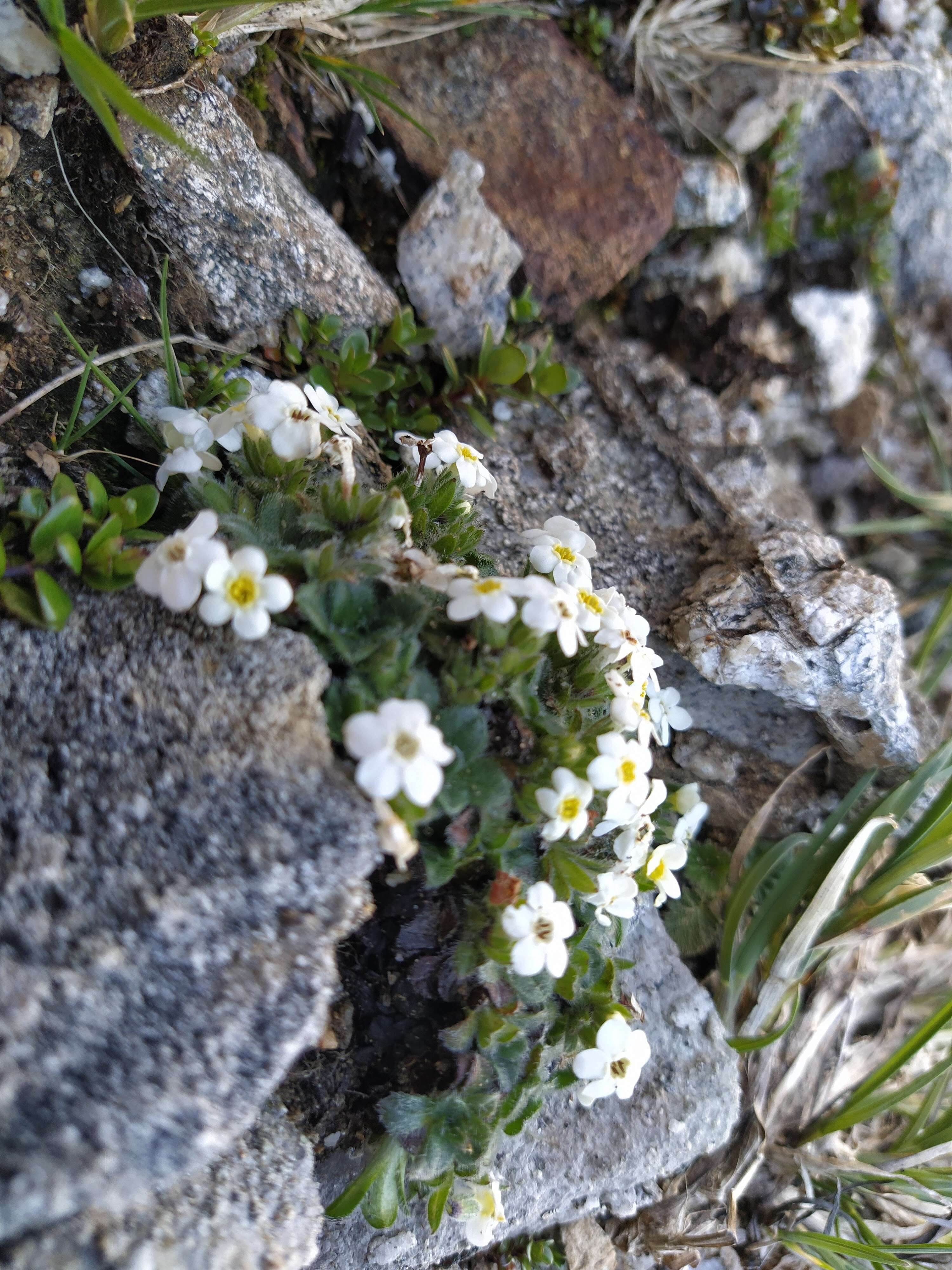 Image of Myosotis retrorsa Meudt, Prebble & Hindm.-Walls