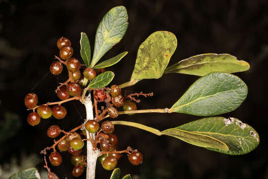 Image of blue-fruited crowberry