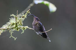 Imagem de beija-flor-bico-de-foice