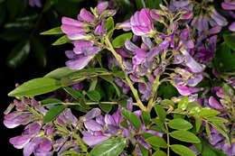 Image of Cork bush