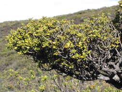 Image of alpine mirrorplant