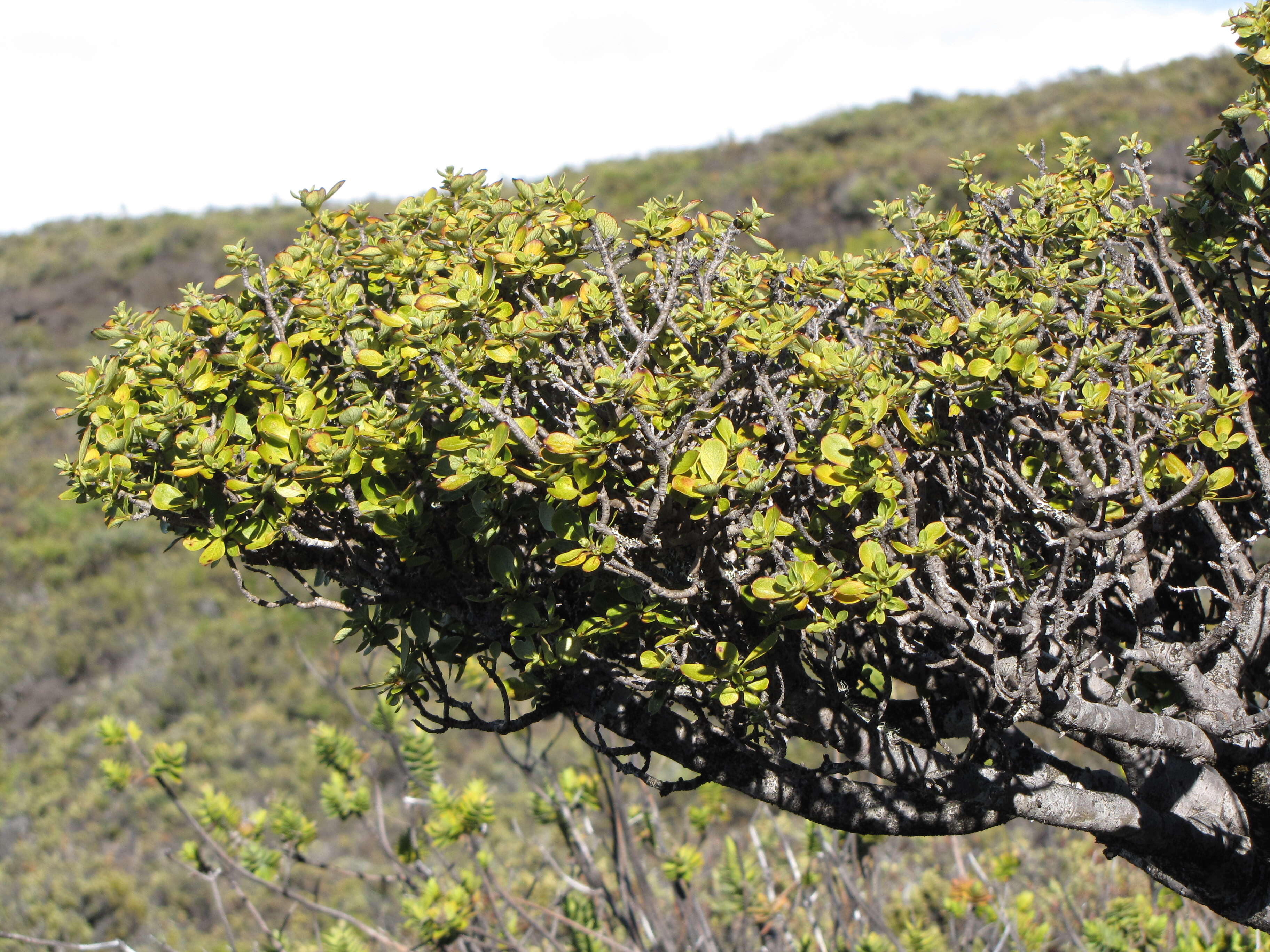 Image of alpine mirrorplant