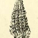 Image of Paramontana blanfordi (G. Nevill & H. Nevill 1875)