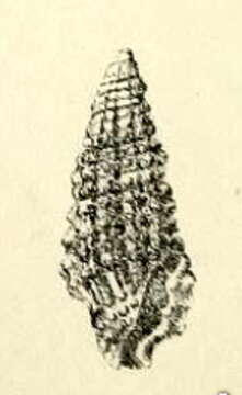 Image of Paramontana blanfordi (G. Nevill & H. Nevill 1875)