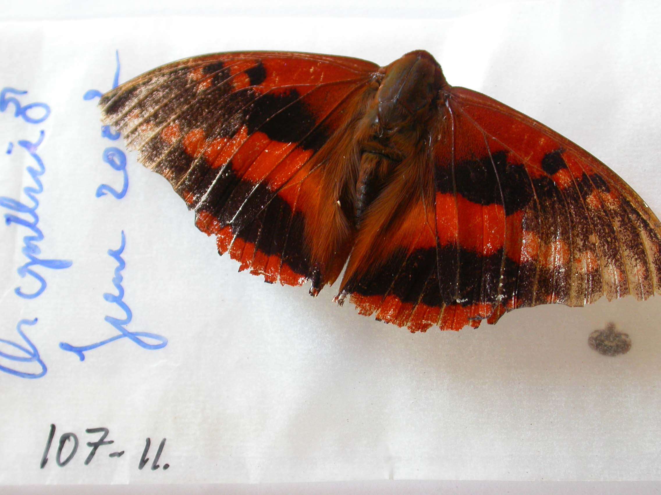 Charaxes cynthia Butler 1865 resmi