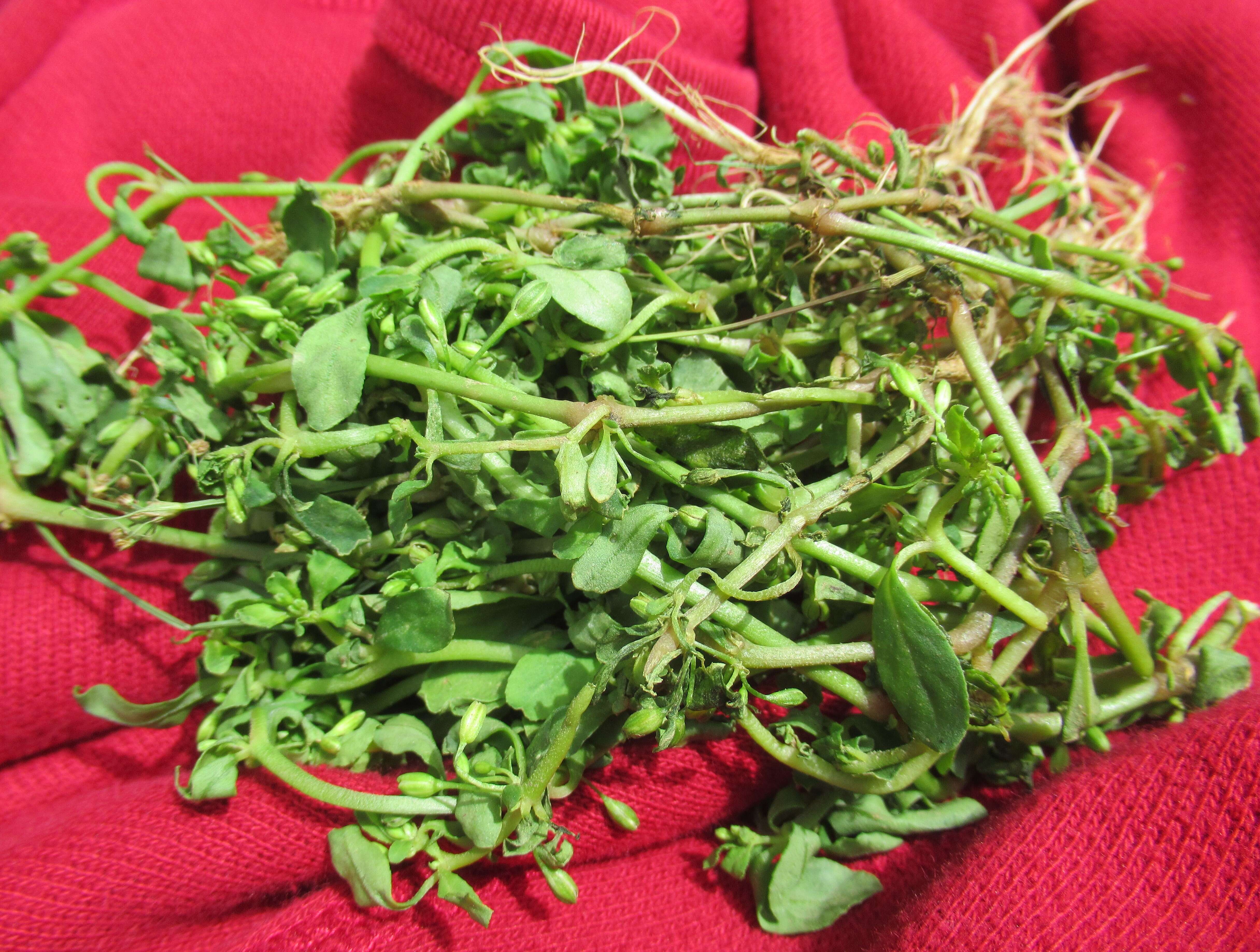 Image of green carpetweed