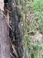 Image of Black-banded Snake