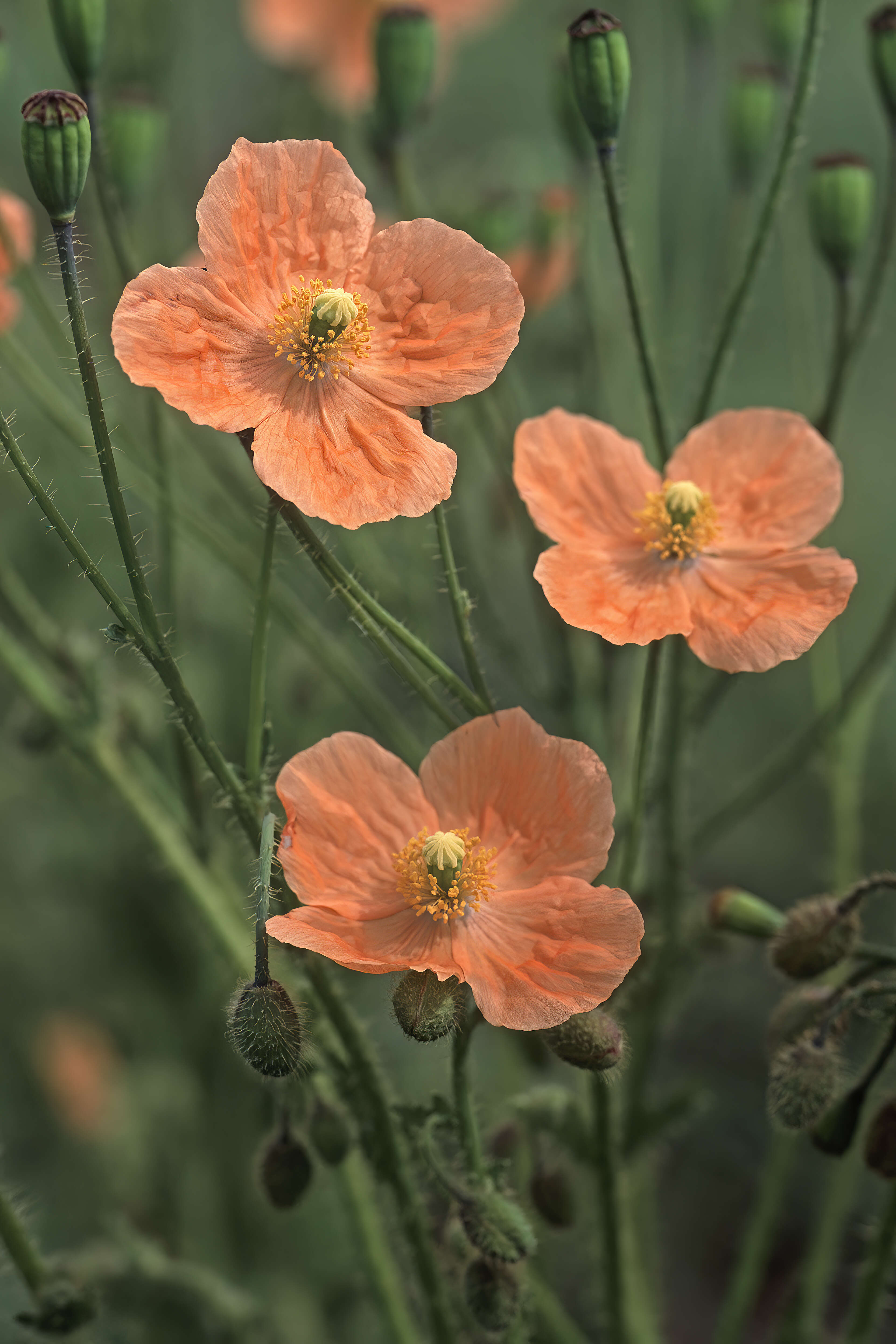 Image of Orange poppy