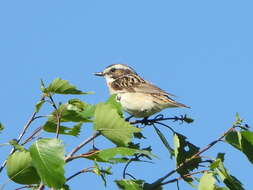 Image of Whinchat