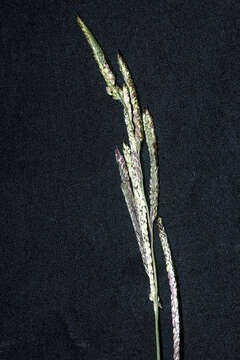 Imagem de Panicum dichotomiflorum Michx.