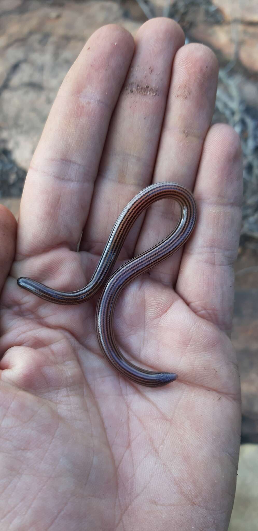 Image of Cregoe's Legless Skink