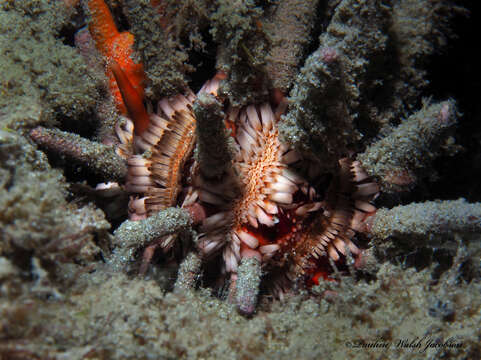 Image of slate pencil urchin