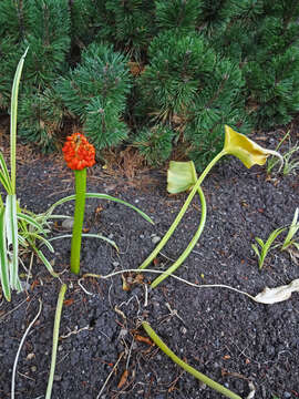 Image of Arum pictum L. fil.