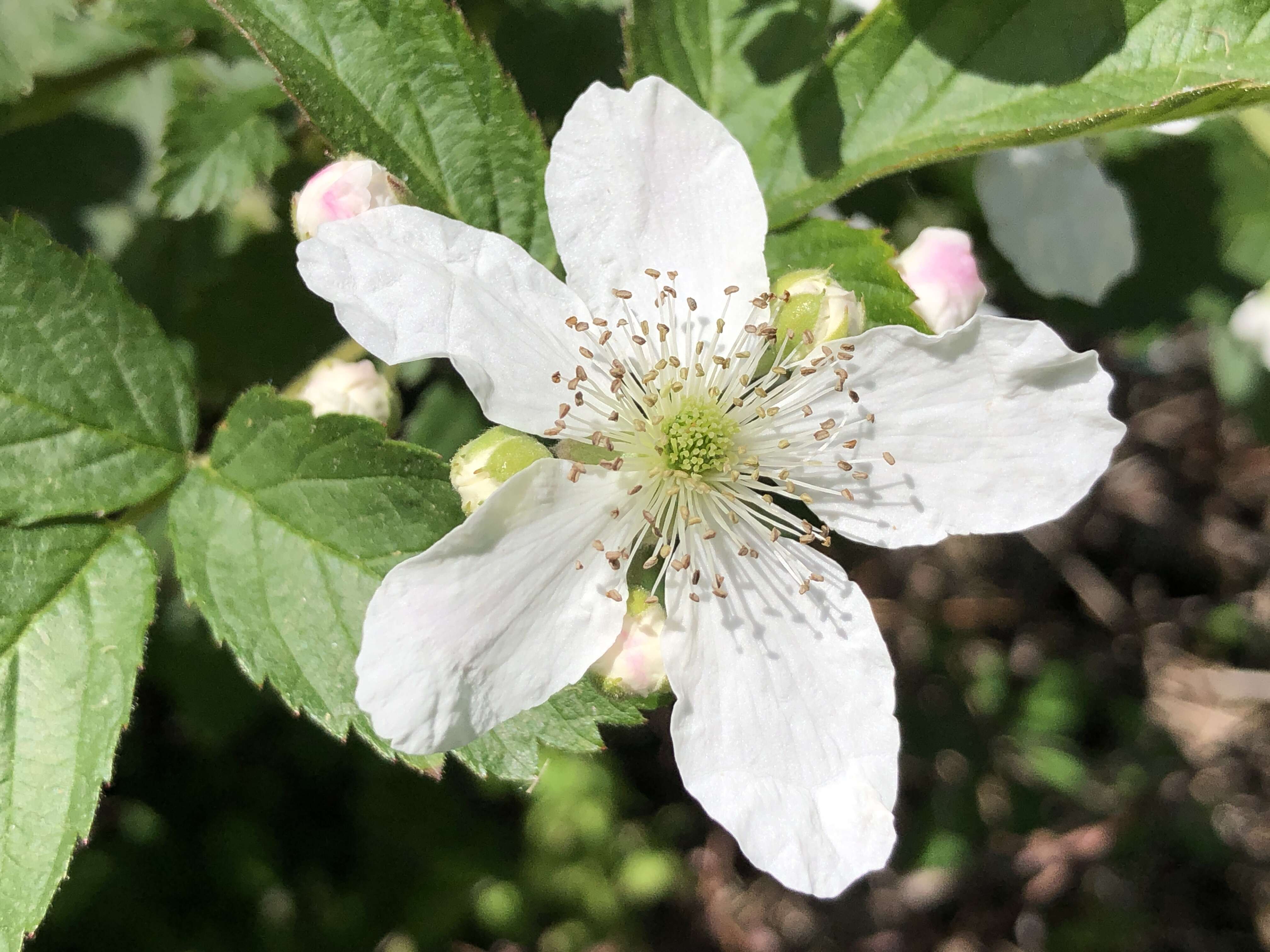 Imagem de Rubus allegheniensis Porter