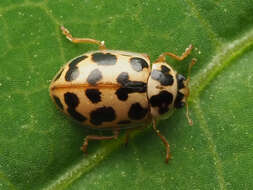 Image of Marsh Lady Beetle