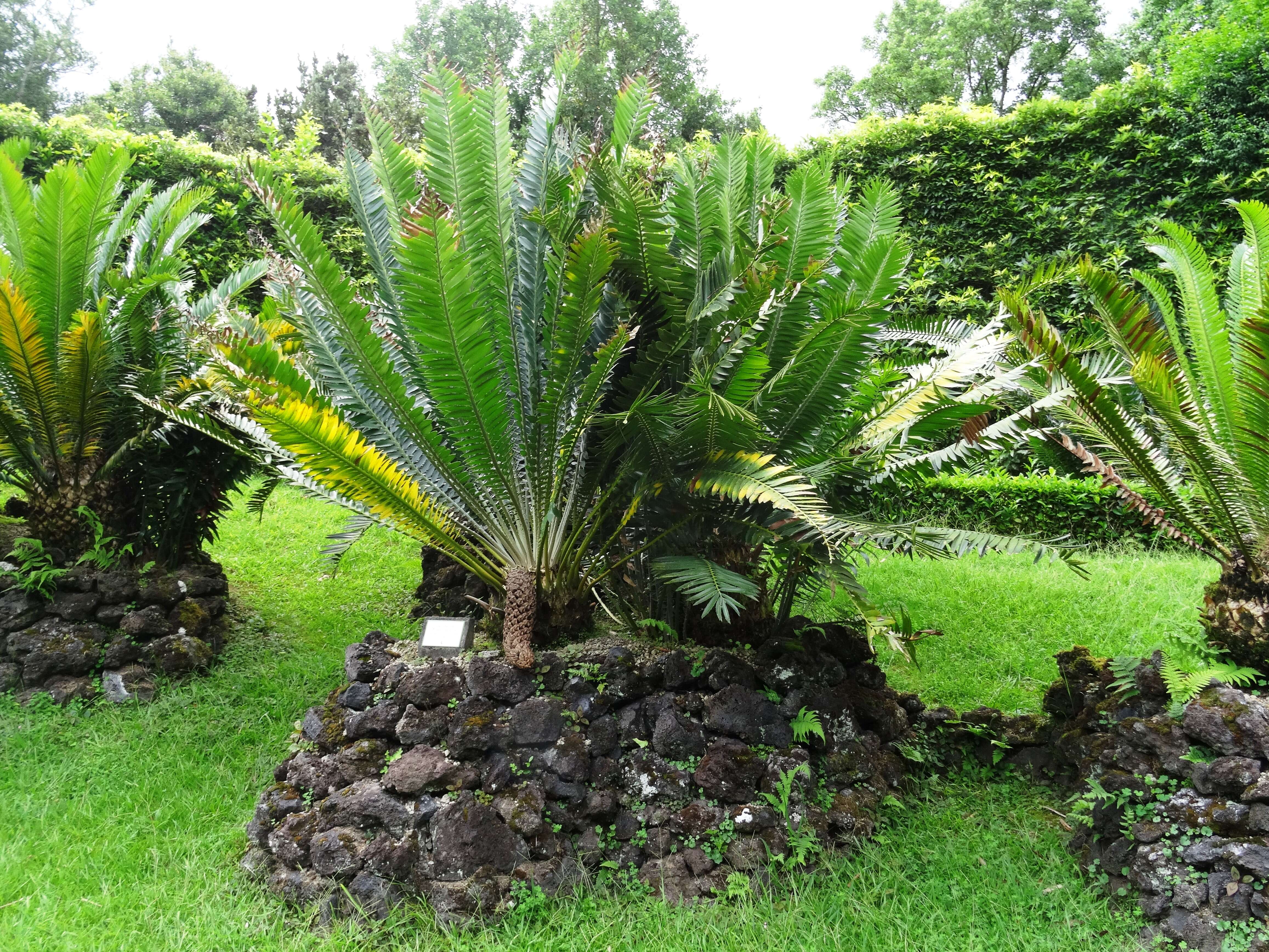 Image of Nile Cycad