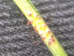 Image of Puccinia liliacearum Duby 1830