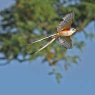 Image of Scissor-tailed Flycatcher