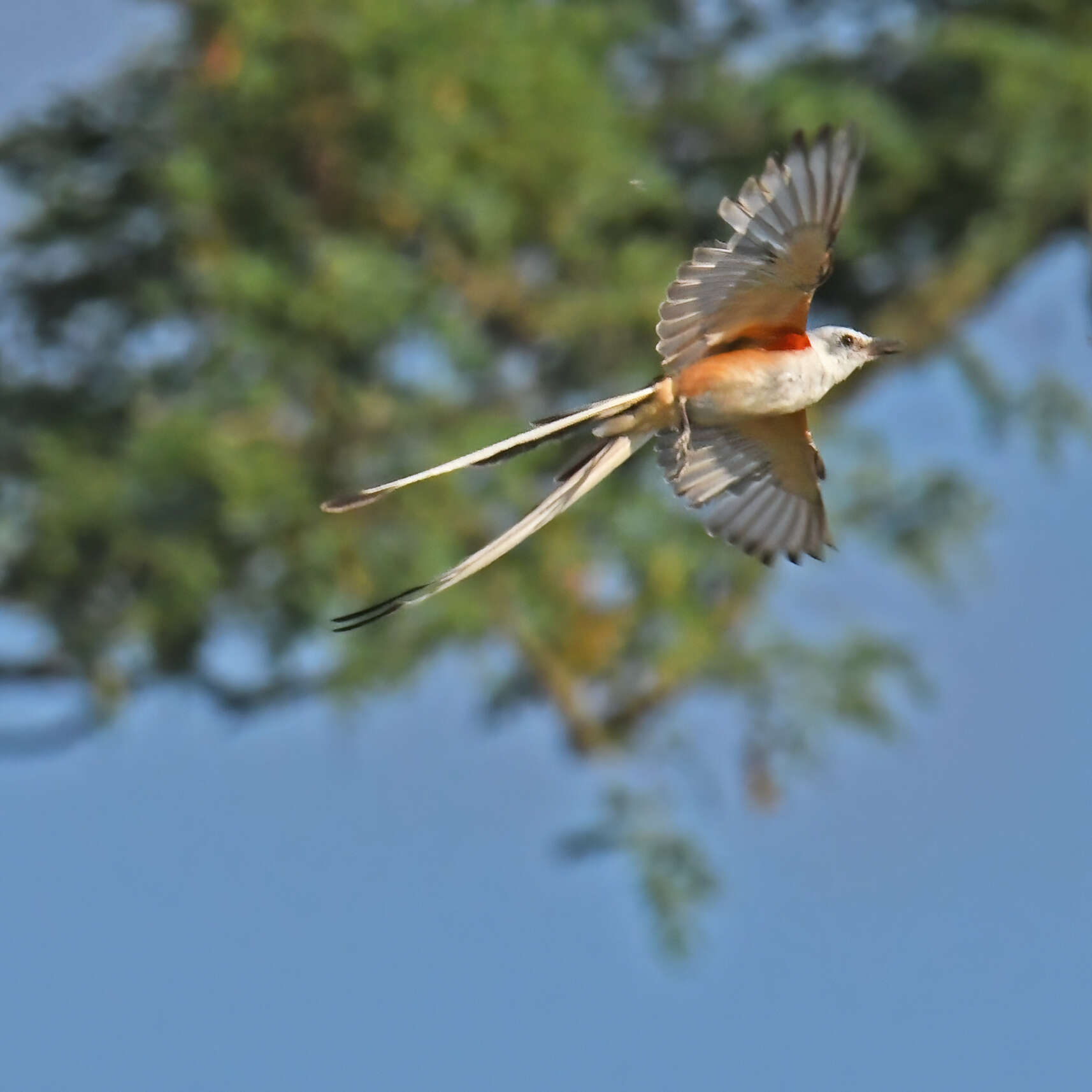 Image of Scissor-tailed Flycatcher