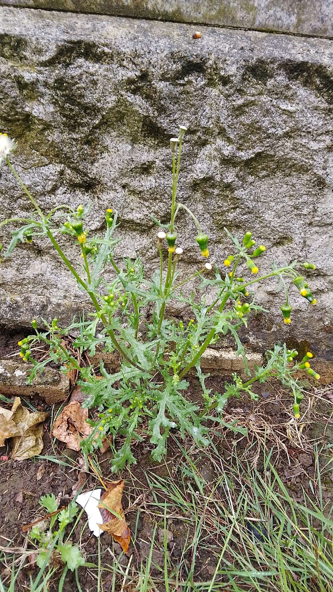 Image of groundsel