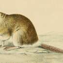 Image of Lesser Short-tailed Gerbil